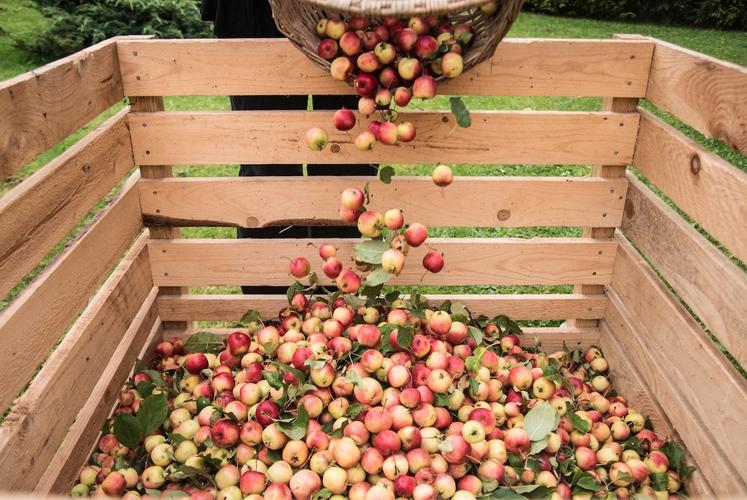 Pommes à cidre