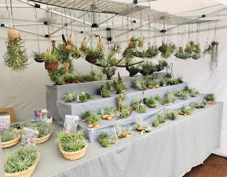 Le producteur de Tillandsias a remporté le prix du plus beau stand.