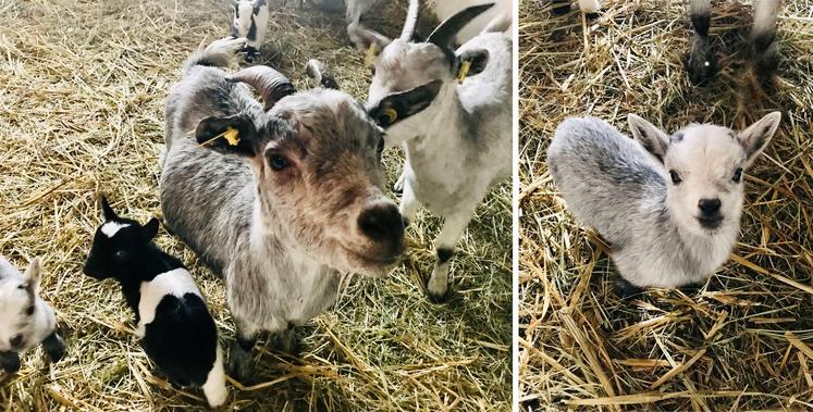 Les chèvres naines sont d'excellentes tondeuses. Les chevreaux sont tous gris avec des yeux bleus.