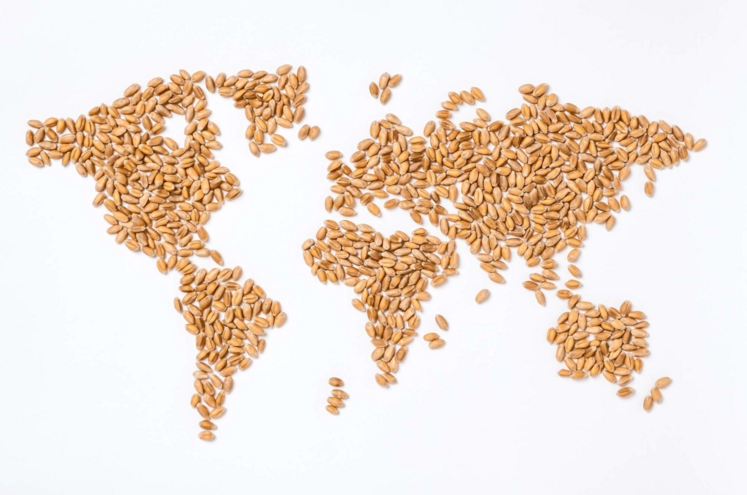 21 Mt de blé et 5,6 Mt d'orges ont été expédiées vers des pays tiers.