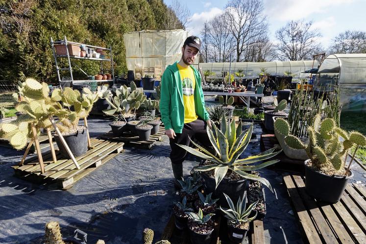 Plus de 3 000 cactus poussent sur l'exploitation de Jessy Charetiers.