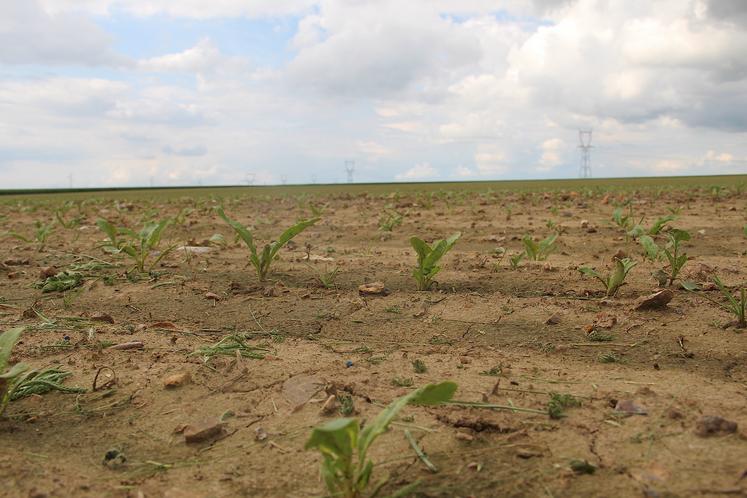 "Que d'eau, que d'eau, que d'eau", a commenté Alexandre Quillet. Semis tardifs en cette campagne 2024 (14 avril en moyenne). Les pucerons sont arrivés vers le 15 avril mais ne se sont pas reproduits. "Vous avez commencé les insecticides et vous avez eu raison car l'épée de Damoclès est toujours au-dessus de nos têtes."