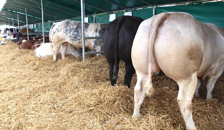 ... Mais aussi les filières animales, bovin lait, bovin viande, ovin et porcin qui apportent de la plus-value à la richesse agricole départementale.