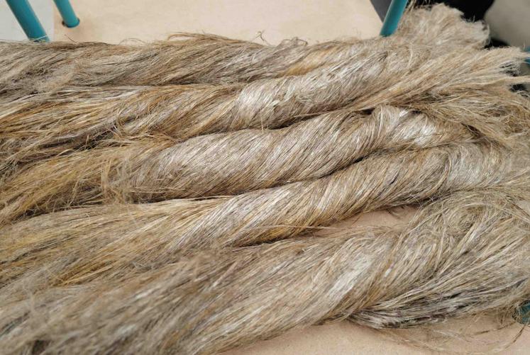 15 000 hectares de lin sont cultivés dans le Vexin,
deux fois plus qu'il y a dix ans.