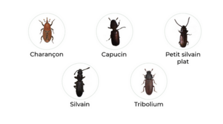 On distingue deux principales catégories d'insectes nuisibles aux céréales stockées : les insectes primaires (ils s'attaquent aux grains sains et entiers) et les insectes secondaires (ils s'attaquent aux grains déjà endommagés).