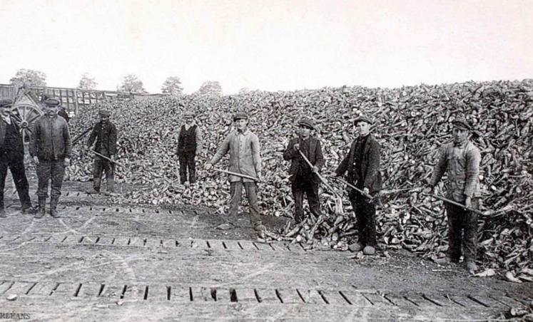 La culture de la betterave à sucre est passée de 74 620 ha en 1919 à 181 570 en 1924.