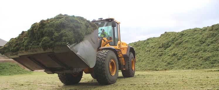 La récolte 2024 de luzerne est décevante notamment à cause d'un déficit d'ensoleillement. En cette mi-septembre, la 3e coupe est démarrée. Pas certains qu'elle sera suivie d'une 4e.