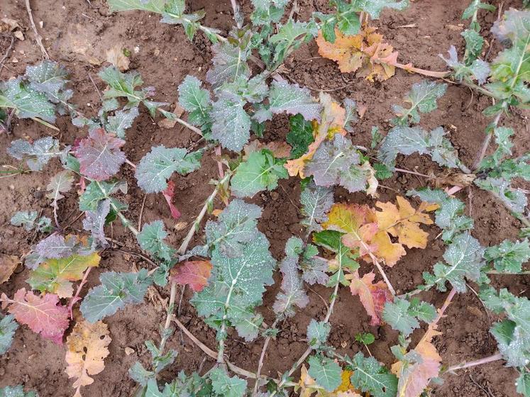 Pour l'apport d'azote en végétation à l'automne sur colza, il faut respecter des conditions agronomiques strictes.