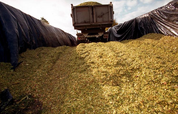 La coupe haute du maïs fourrage est un levier à envisager dans les cas où l'ensilage s'annonce particulièrement tardif.