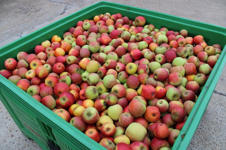 Dans le Calvados et l'Eure, où la récolte 2023 a été finalement supérieure à la moyenne 2020-2022, on reviendrait à des niveaux moyens.