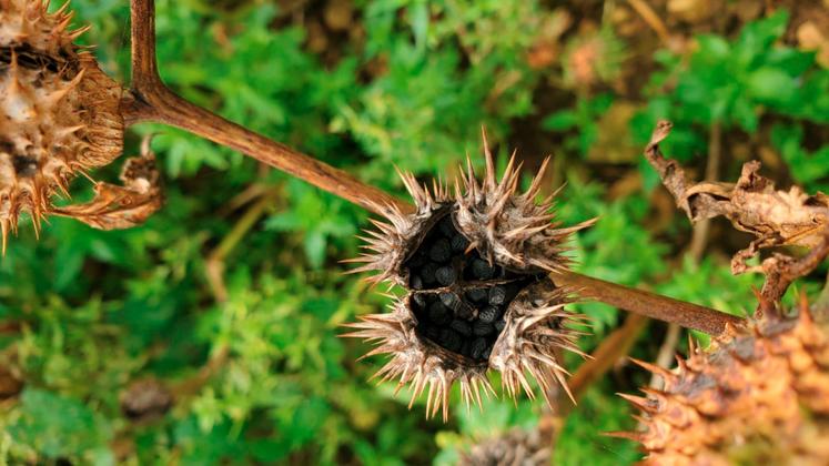 Les graines de datura peuvent se retrouver réparties dans les silos et entraîner des risques sanitaires importants pour les animaux allant jusqu'à leur perte.