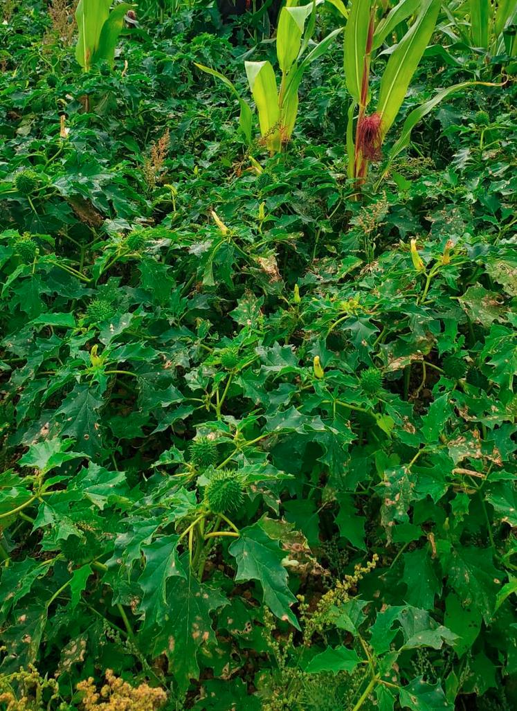 Un foyer de plantes de datura en bord de parcelle à différents stades (Calvados - 2024).