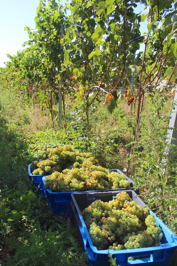 Septembre 2023 : les premières vraies vendanges.