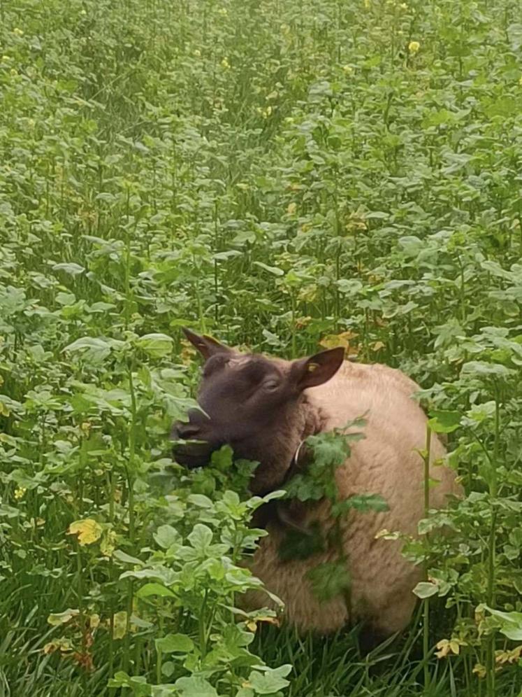 Pâturage de couverts.