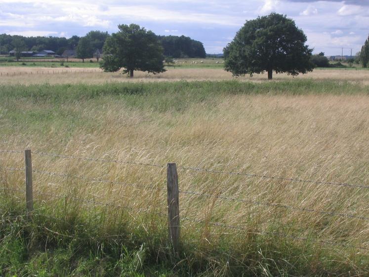 Les jachères de plus de cinq ans conserveront leur statut de terres arables en 2025.