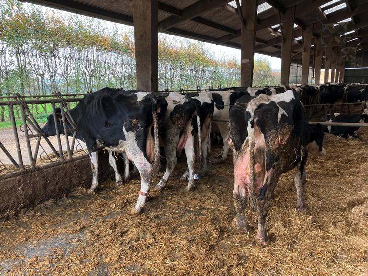 Élevage laitier près de Forges (76) : une quinzaine de vaches malades. Noter l'amaigrissement et la voussure du dos car les animaux ont des lésions sous les pieds.