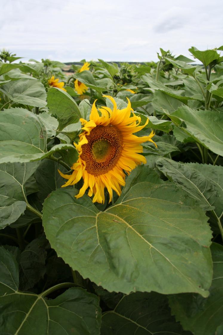 La marge brute du tournesol qui a été semé à date habituelle, au mois d'avril, est estimée à environ 1 000 € par hectare.