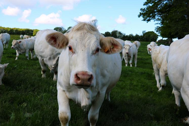 L'année 2024 a apporté un motif de satisfaction pour les éleveurs de bovins : la remontée des cours. 