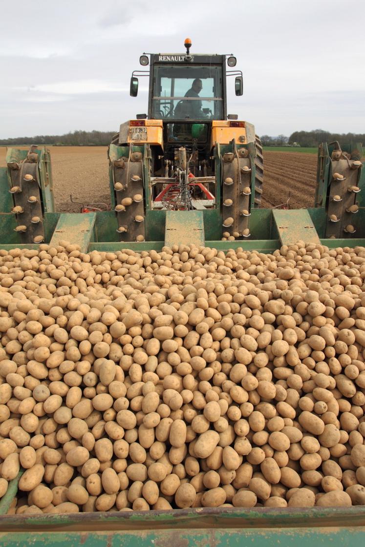 La production mondiale de pommes de terre a augmenté de 50 % au cours des 60 dernières années.