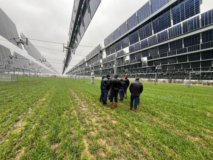 La canopée agrivoltaïque, projet pilote unique en Normandie, permettra de comparer le comportement du troupeau avec une parcelle témoin sans panneau. 