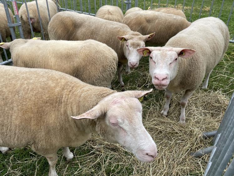 Cette aide prend en charge les pertes liées à la mortalité des animaux dans les élevages confirmés foyers FCO.