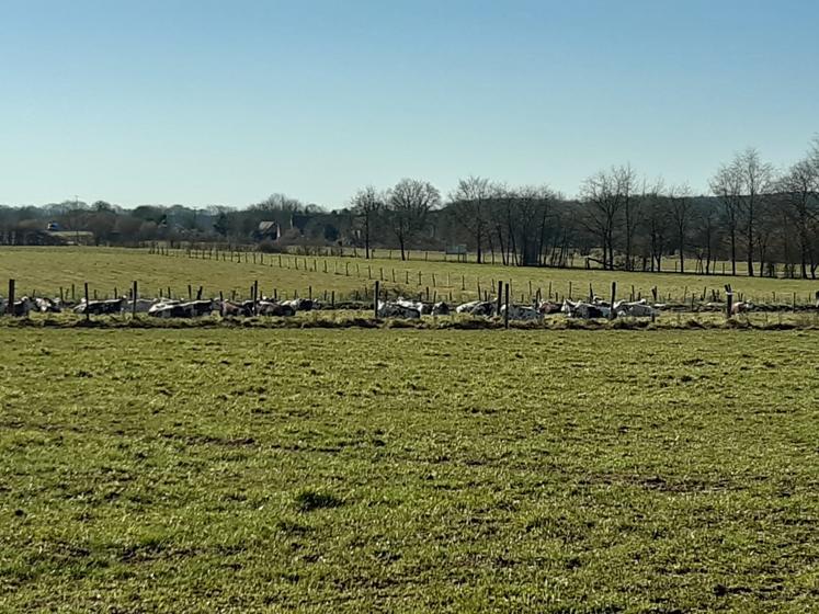 Troupeau de vaches laitières sorti à Sées (61).