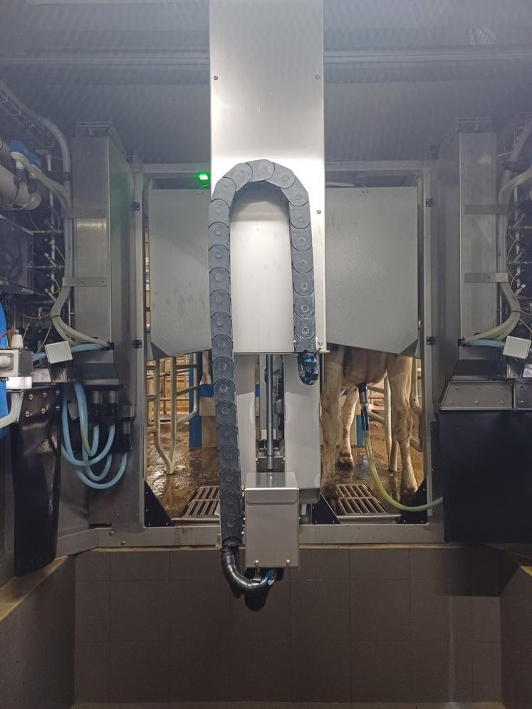 Une fosse creusée permet d'accéder facilement aux mamelles des vaches.