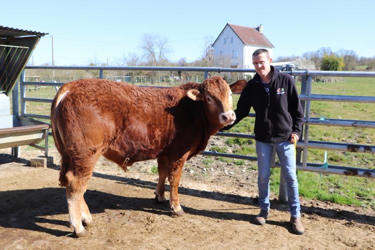 Arnaud Nuttens participera au concours départemental Limousin à la Foire de Lisieux samedi 5 et dimanche 6 avril. "Un rendez-vous convivial à la sortie de l'hiver qui permet aux éleveurs de se rencontrer et se retrouver." Il viendra accompagné de Volt, mâle âgé de 14 mois. En parallèle, se tiendront aussi le concours départemental Prim'Holstein et le concours d'arrondissement Normand.