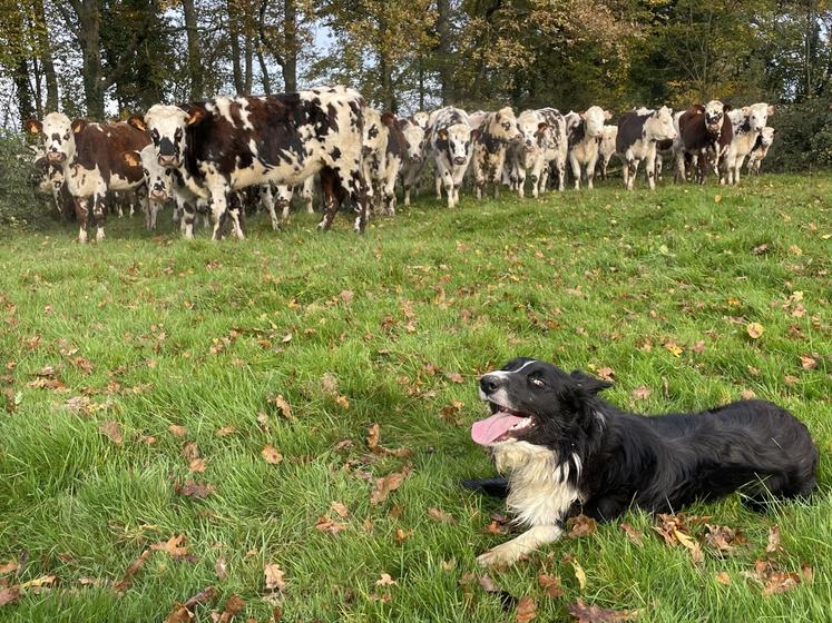 Le chien a été domestiqué par l'homme il y a plus de 15 000 ans et aujourd'hui encore il est un allié précieux pour les éleveurs et leurs troupeaux.