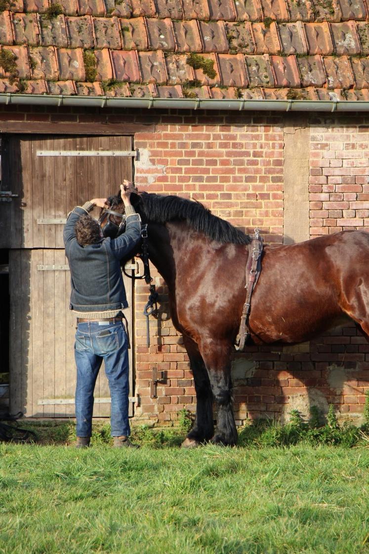 Les équins présents.