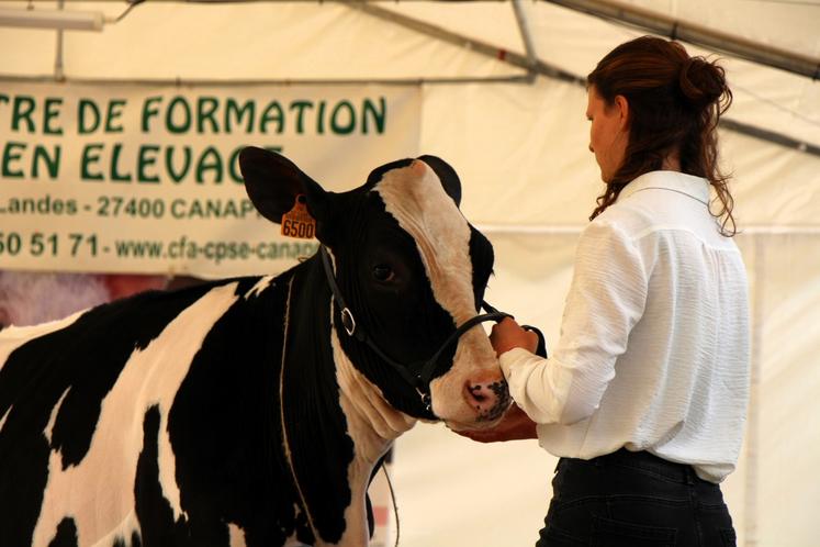 Comme chaque année, un concours Prim'Holstein a lieu.