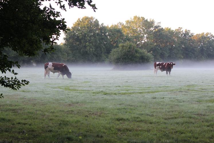 Le territoire normand compte 765 400 vaches, soit 11,14 % du cheptel national. La Normandie, c'est 14,78 % du tonnage gros bovins produits, en deuxième position derrière les Pays de la Loire. C'est aussi 11,20 % du tonnage national de gros bovins abattus.