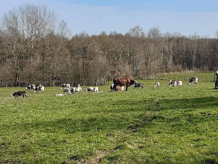 Tour de déprimage à Bellou-en-Houlme.
