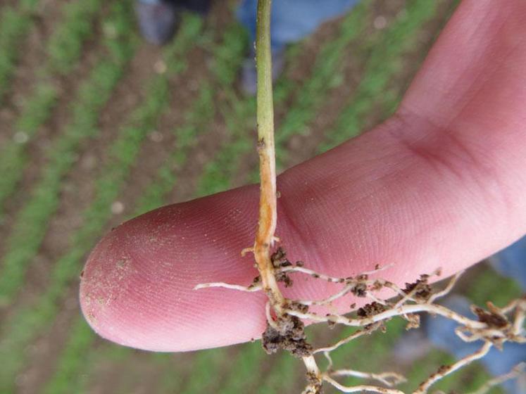 Courbure de la tige et brunissure sur du lin fibre d'hiver.