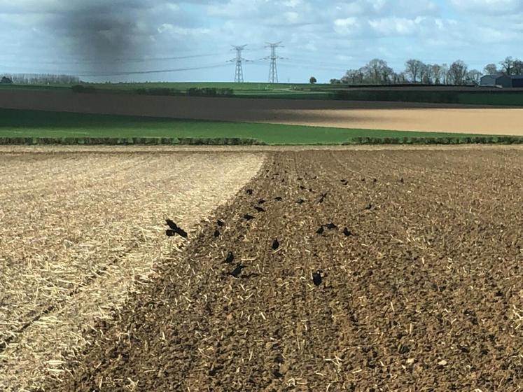 Corbeaux dans une parcelle.