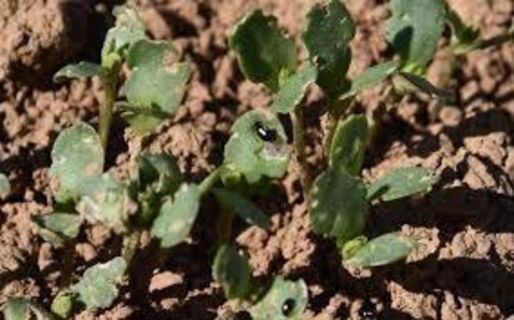 Exemple de dégâts d'altises.