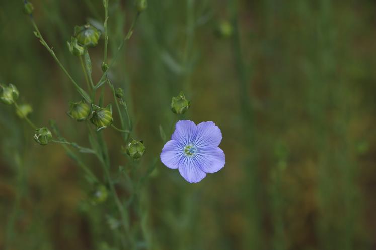 Le lin d'hiver représente 50 % de l'assolement dans le Calvados.