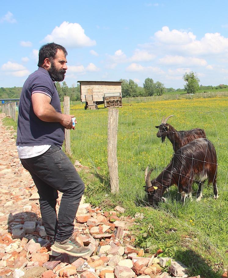 La chèvre des fossés est une race Normande qui supporte l'humidité. Elle est très demandée en écopâturage notamment parce qu'elle aime les terrains pentus.