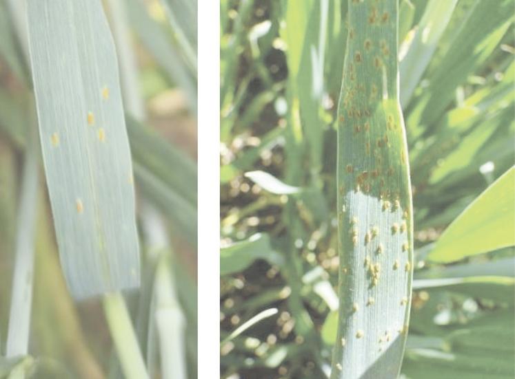 Rouille brune sur feuilles.