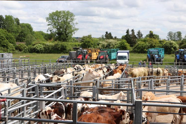 En 2024, la Sicamon enregistre 6 000 ventes de bovins (viande et maigres) et 9 000 ventes d'ovins. Les animaux apportés sont "garantis d'herbage quinze jours et indemnes de BVD", liste Nicolas Séchet.