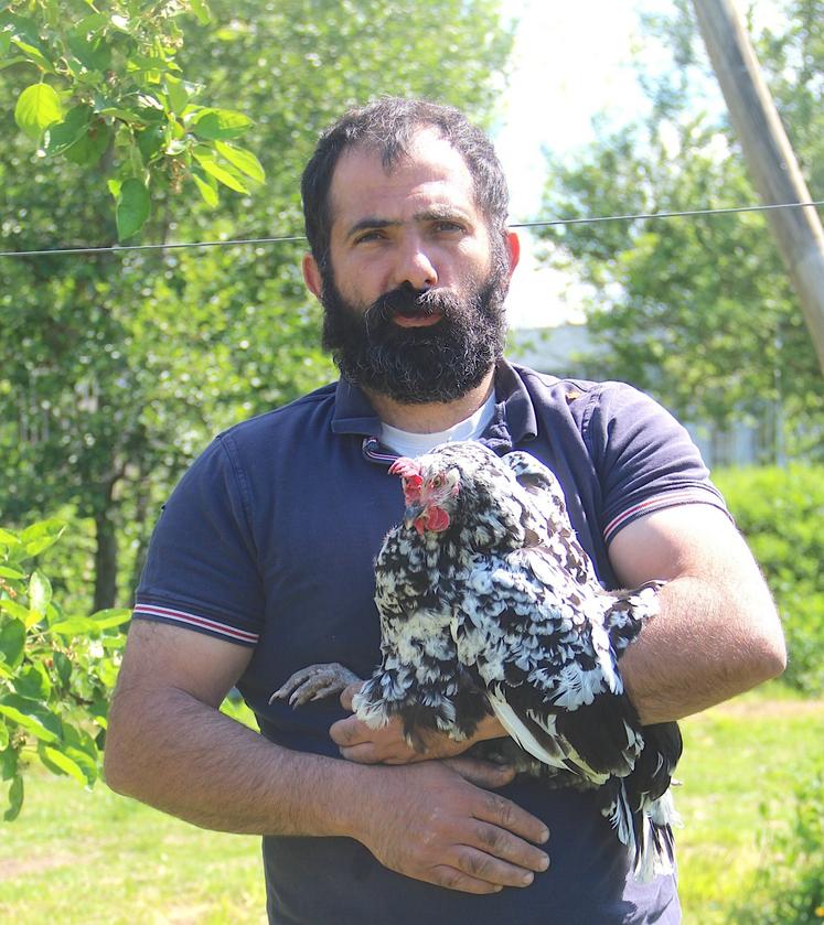 La poule de Gournay pond 1/3 d'œufs en moins qu'une pondeuse, elle mange plus mais la valorisation de sa carcasse est bien meilleure, même pour une réforme.