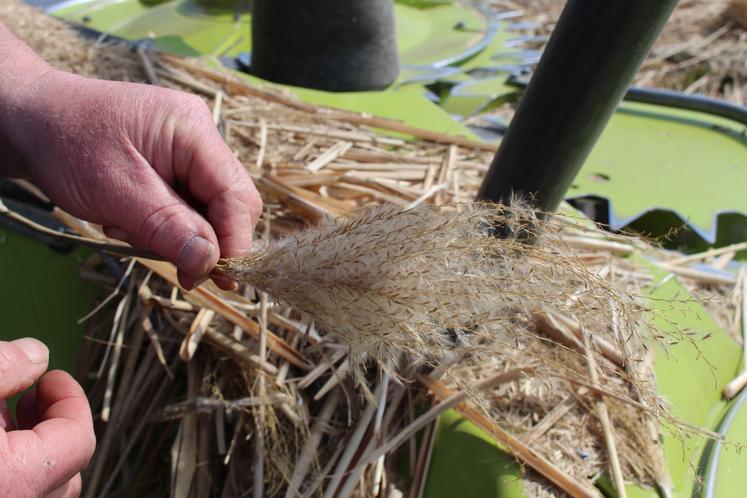 Miscanthus giganteaus, aussi appelé herbe à éléphants, est utilisé en copeaux pour le paillage.