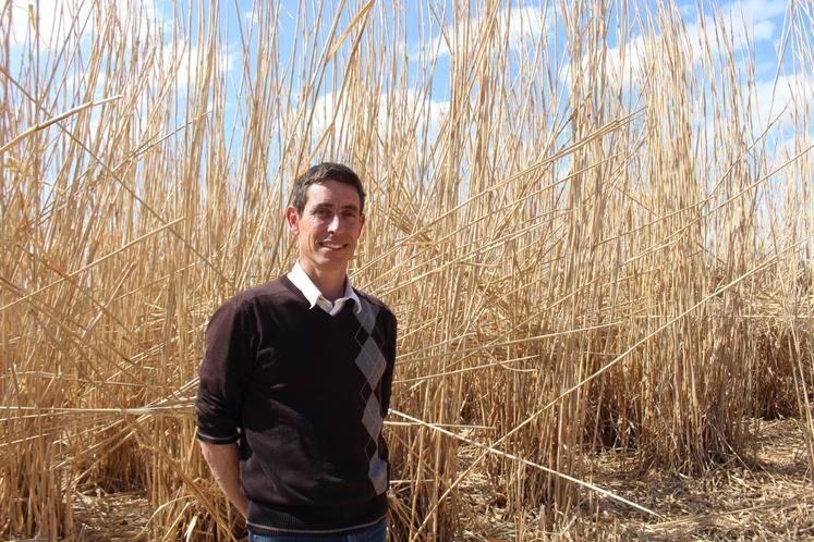 Guillaume Boulay a fondé son entreprise de production de miscanthus, Misca, dans le Perche, sur l'exploitation familiale de 250 ha et 2 800 m2 de bâtiment de stockage. La majorité des débouchés se font à l'aide des réseaux de jardinerie.