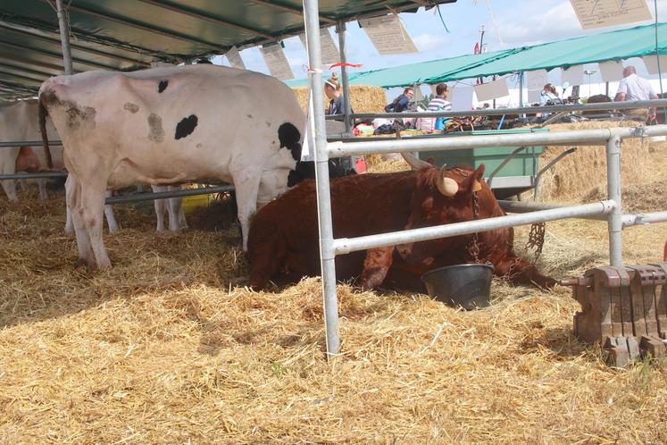 Le Vexin, terre de lin et de bovins (lait et viande). Une richesse à préserver.