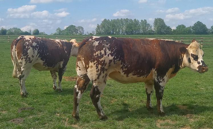 L'association Envies organise la première grande vente aux enchères de vaches Normandes de type culard.