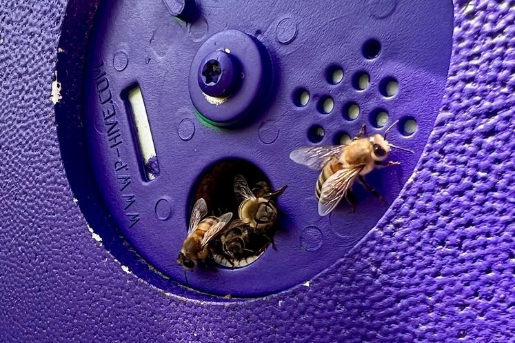 Les abeilles vont boire à la mare.