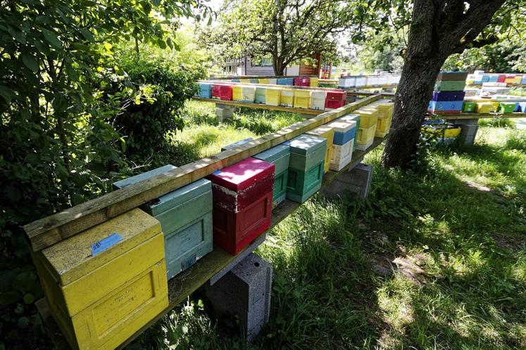 L'apiculteur élève des Reines pour rendre son cheptel plus productif.