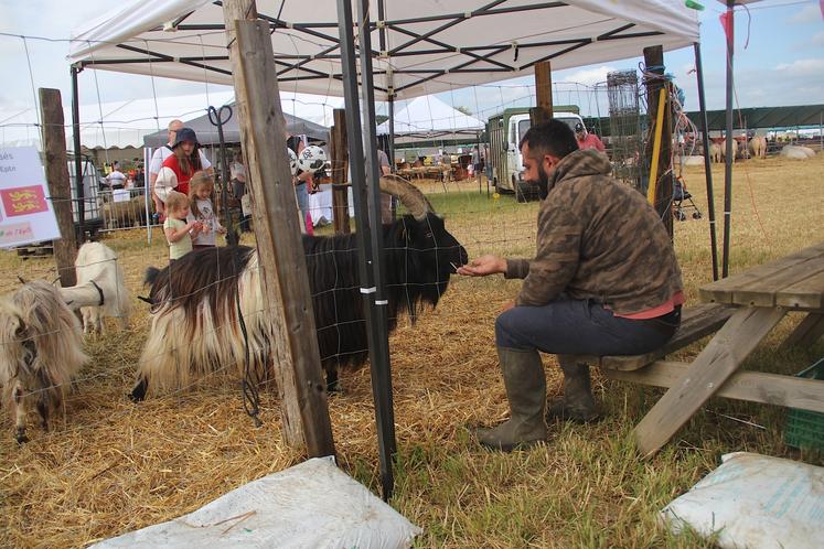 La chèvre des fossés a suscité l'intérêt des enfants mais M. Seguin est un peu dépité. Son verger a souffert de la grêle.