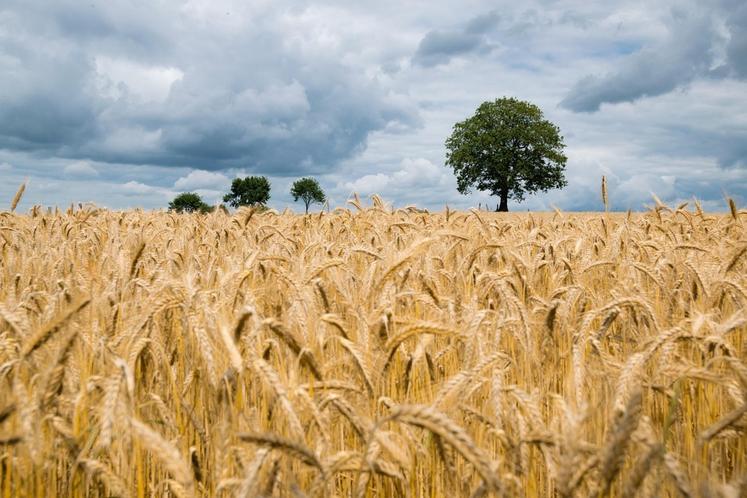 Après la dynamique post-Covid qui avait brièvement soutenu les marchés ruraux, le secteur des terres agricoles subit un net coup d'arrêt.