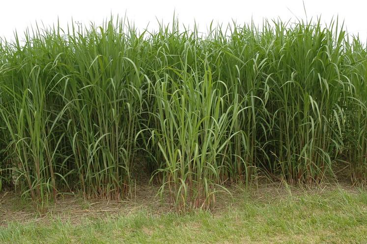 Le miscanthus, apprécié pour ses propriétés absorbantes et sa rétention d'humidité, réduit l'irrigation et favorise la vie du sol.